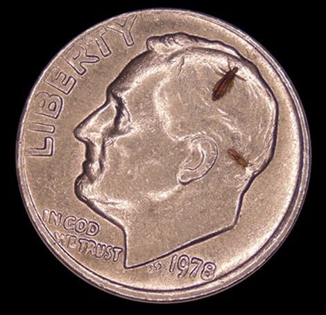 Head lice size compared to a dime
