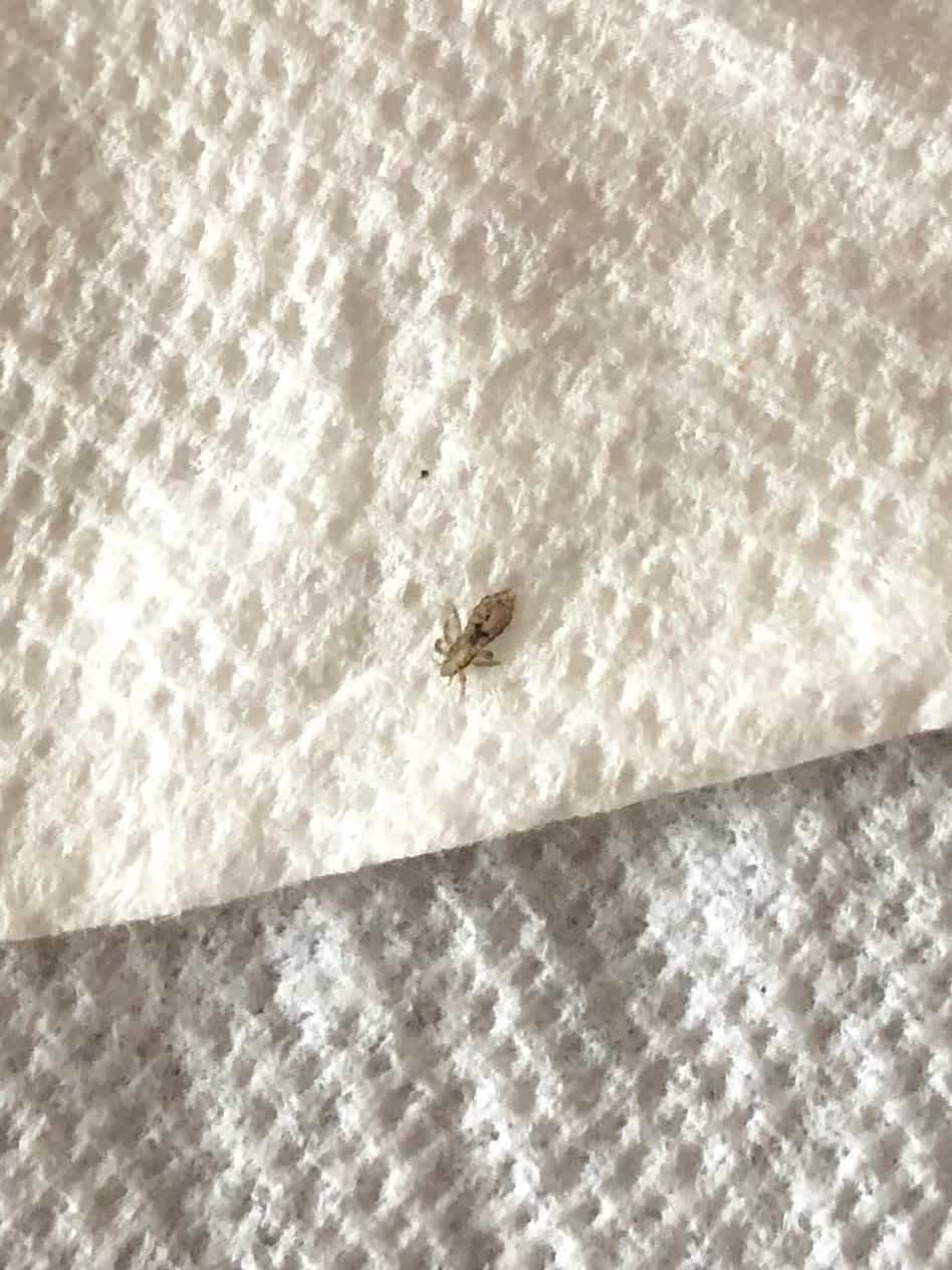 Adult head louse on a paper towel
